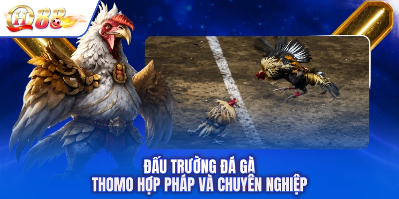 Đấu trường đá gà Thomo hợp pháp và chuyên nghiệp